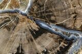 Polished Petrified Wood (Schinoxylon) End-Cut - Wyoming #112044-1